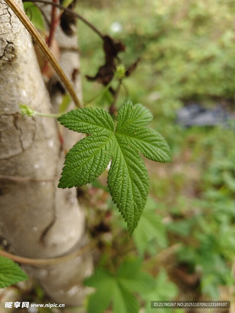 五叶悬钩子