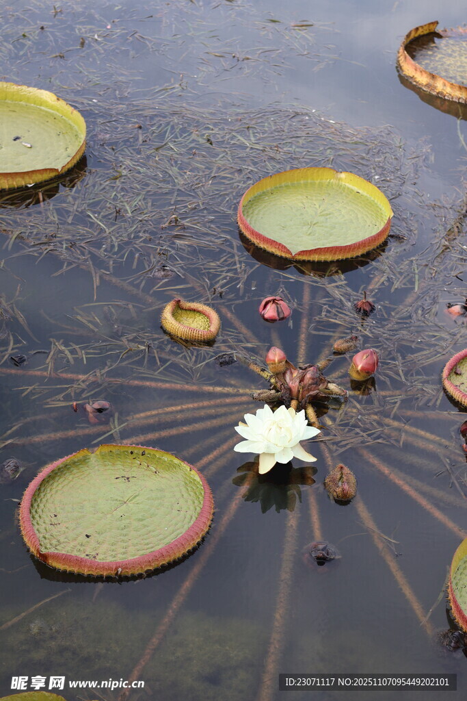 王莲开花