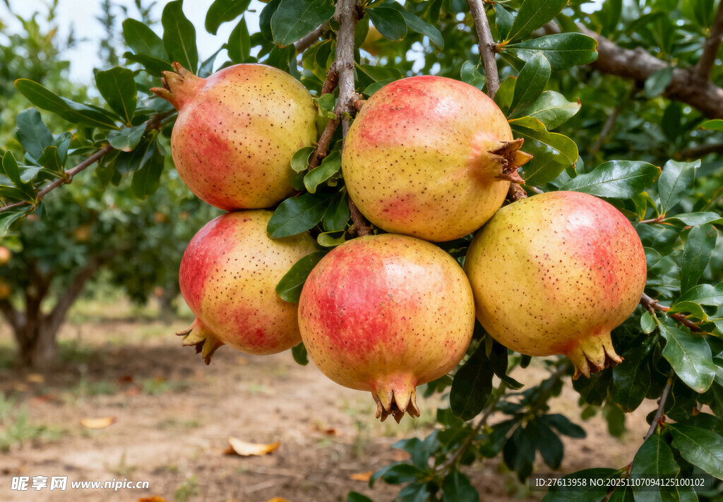 枝头的成熟石榴