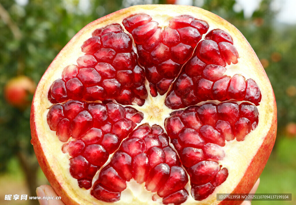 切开的红石榴