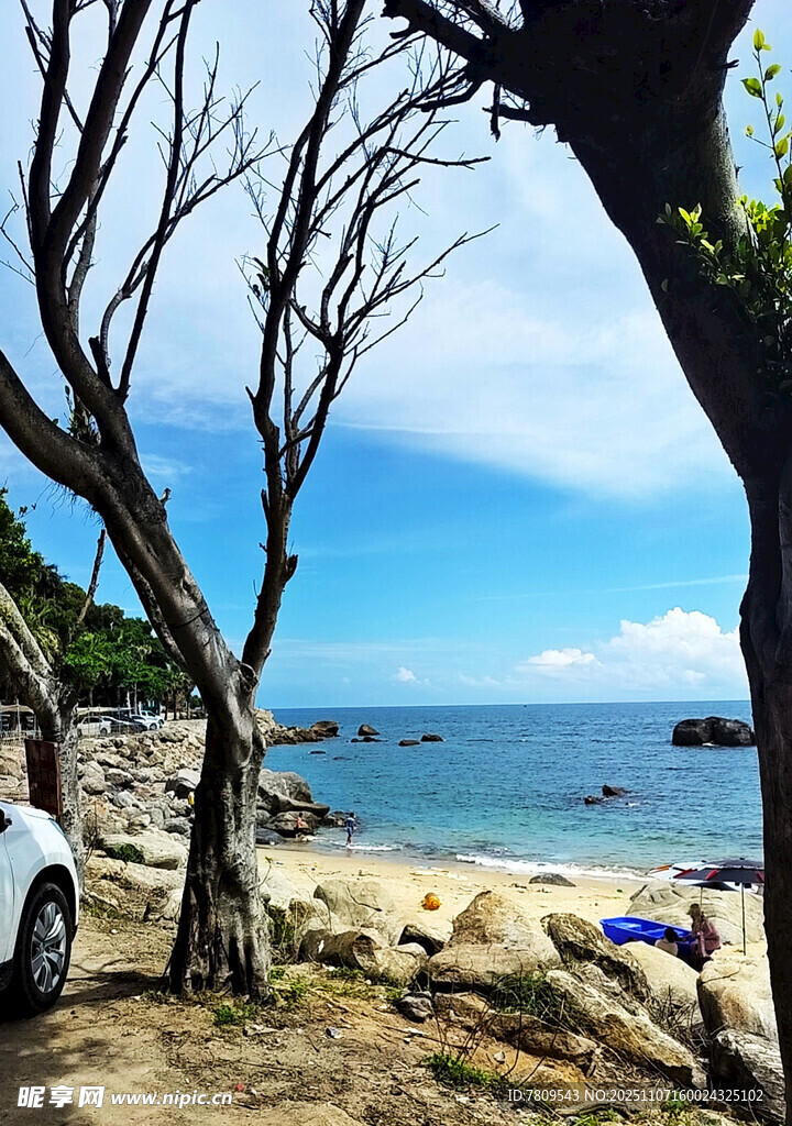 海边枯树下的美景