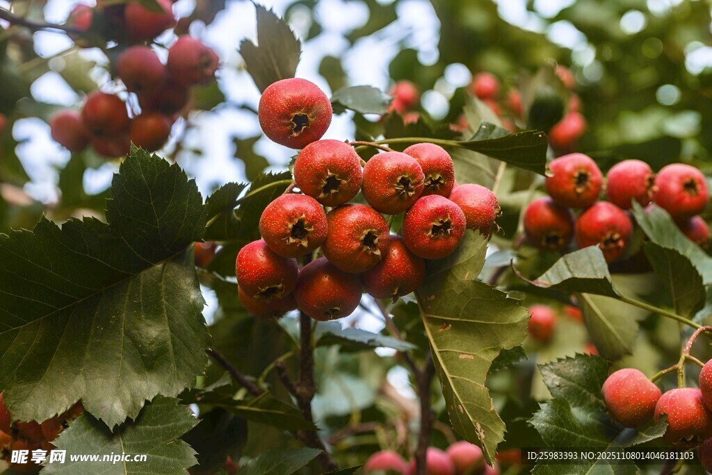 山楂栽培