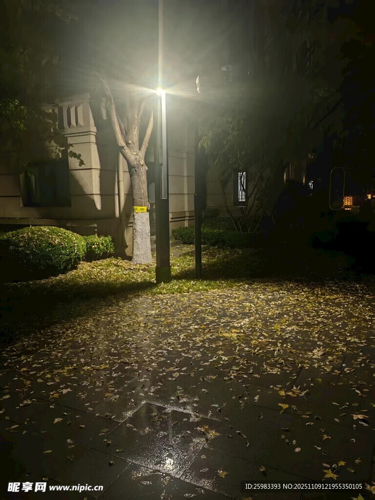 路灯下的落叶