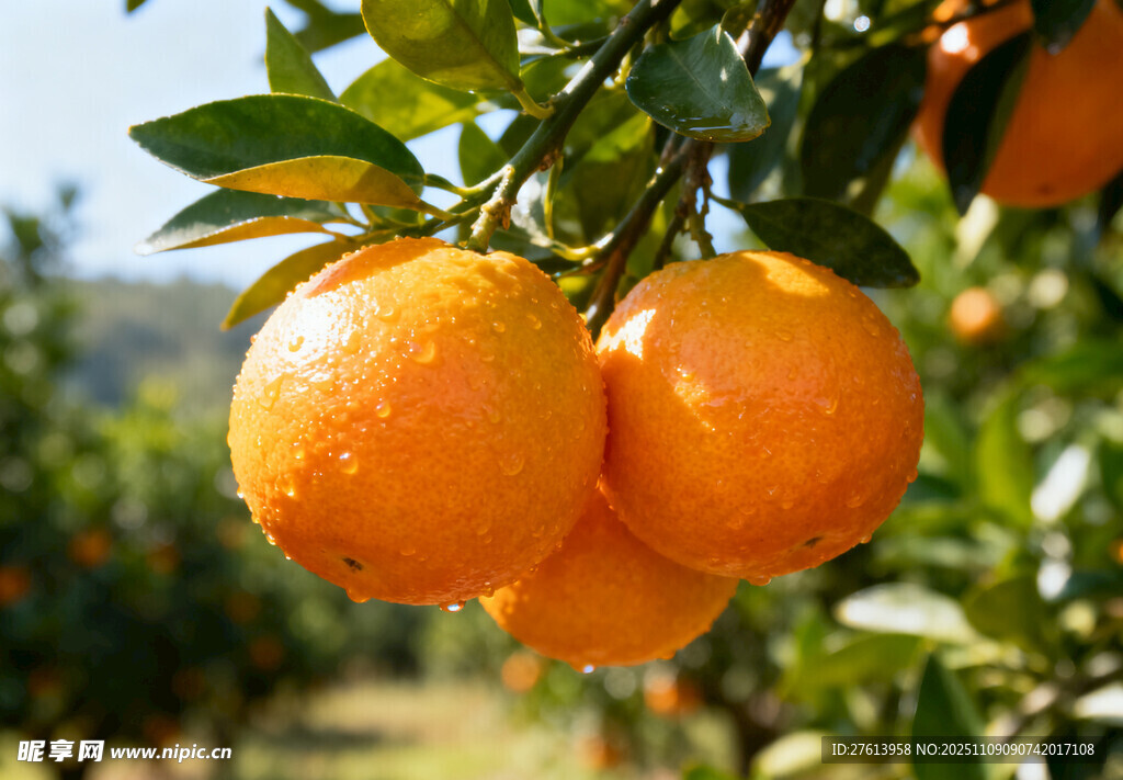 枝头的橙子