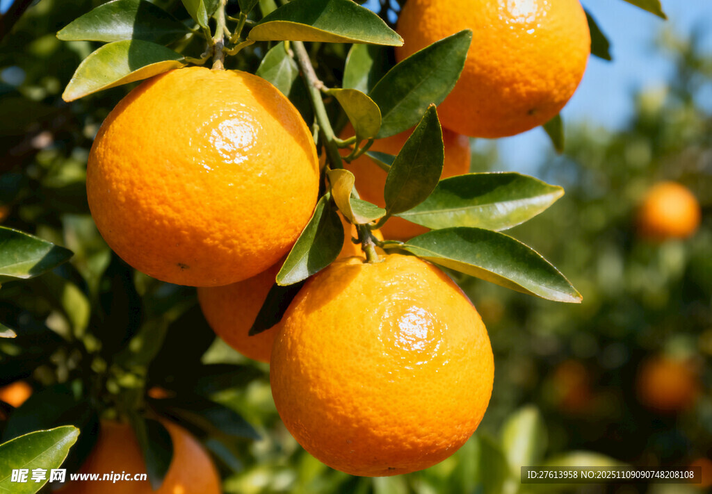 枝头的橙子