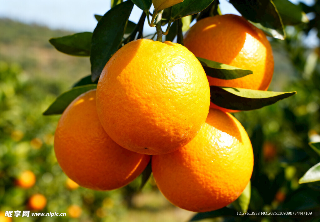 枝头的橙子