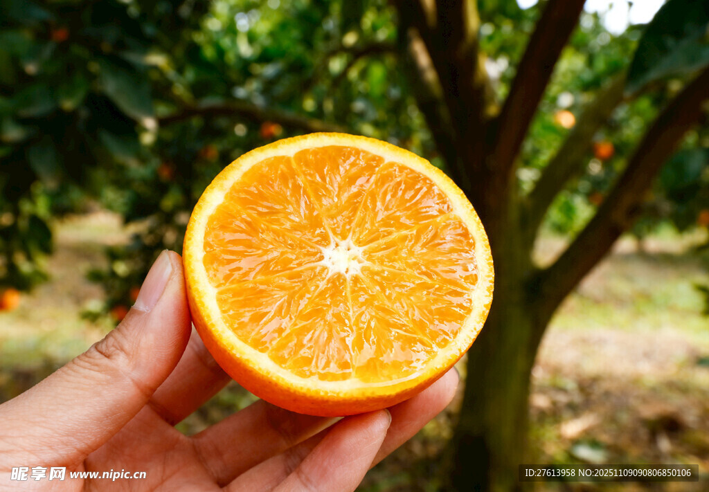 手捧鲜切橙子