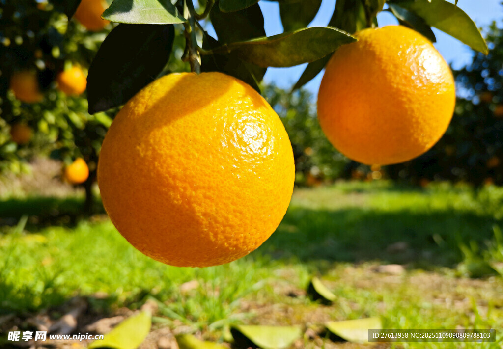 果园中的橙子
