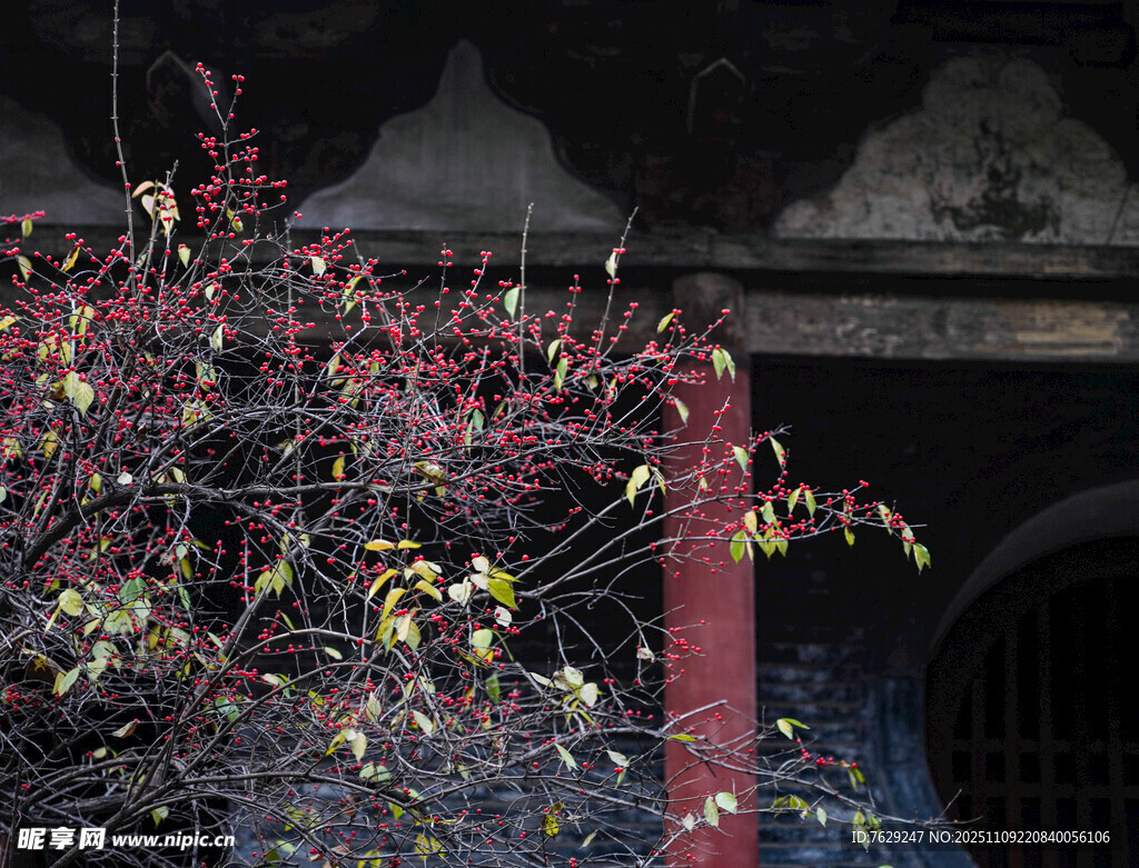 古墙边的绚烂花枝