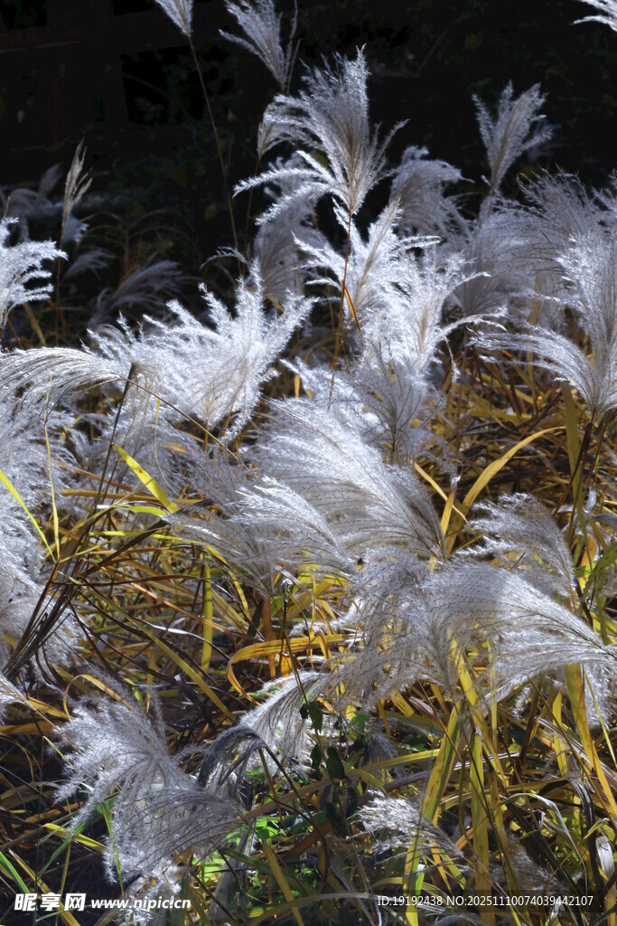 芒草 