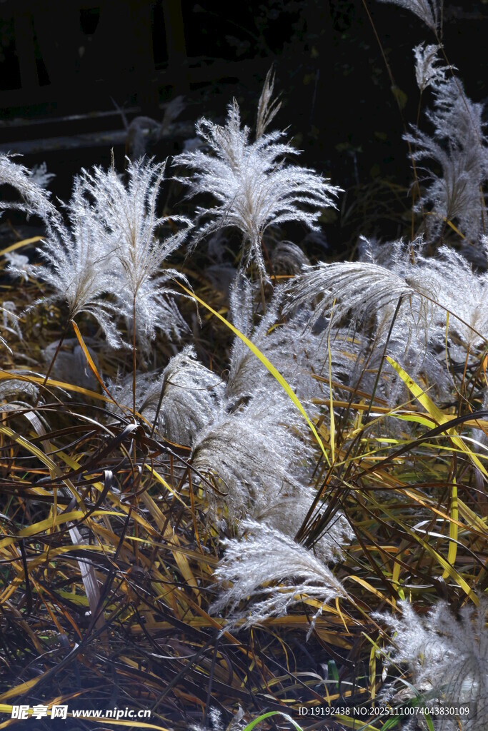 芒草  