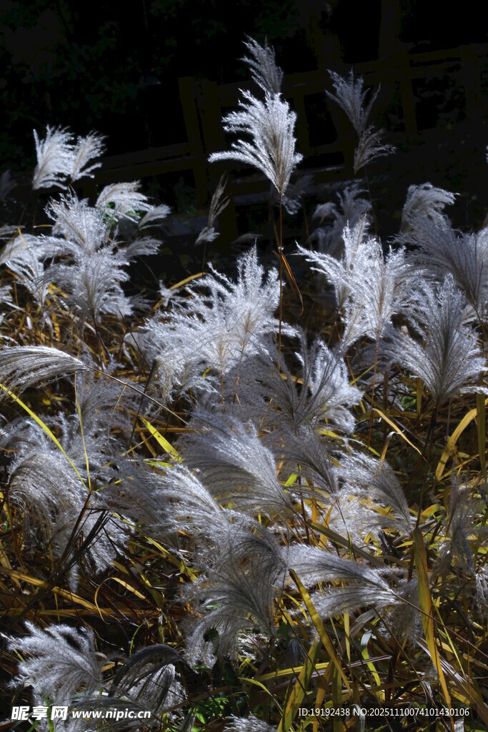 芒草  