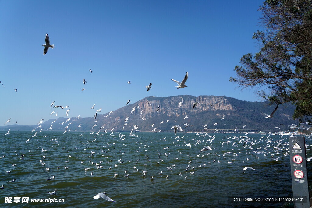 昆明滇池的海鸥
