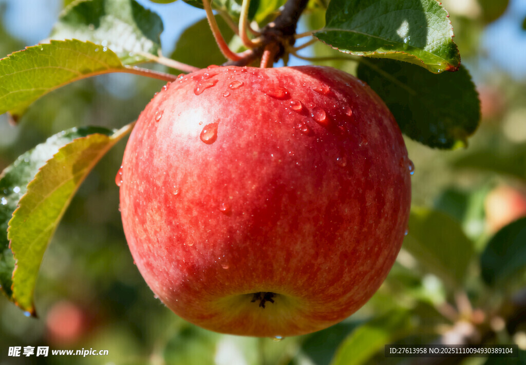 枝头红苹果
