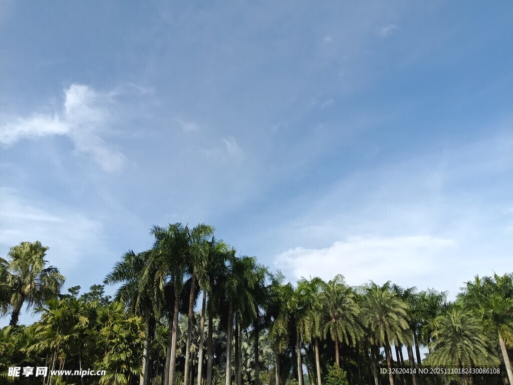 蓝天椰林风景