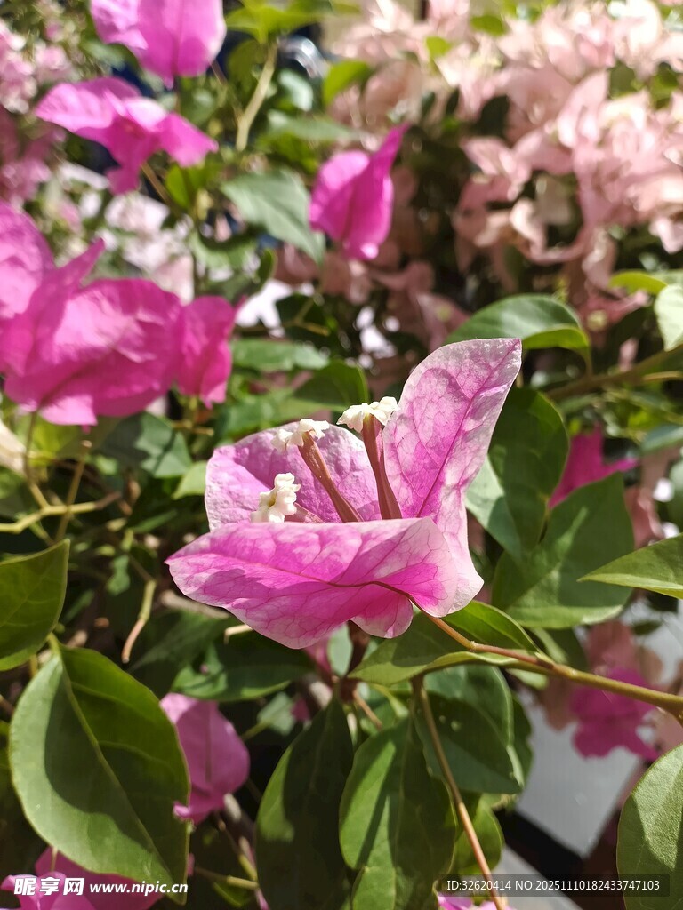三角梅