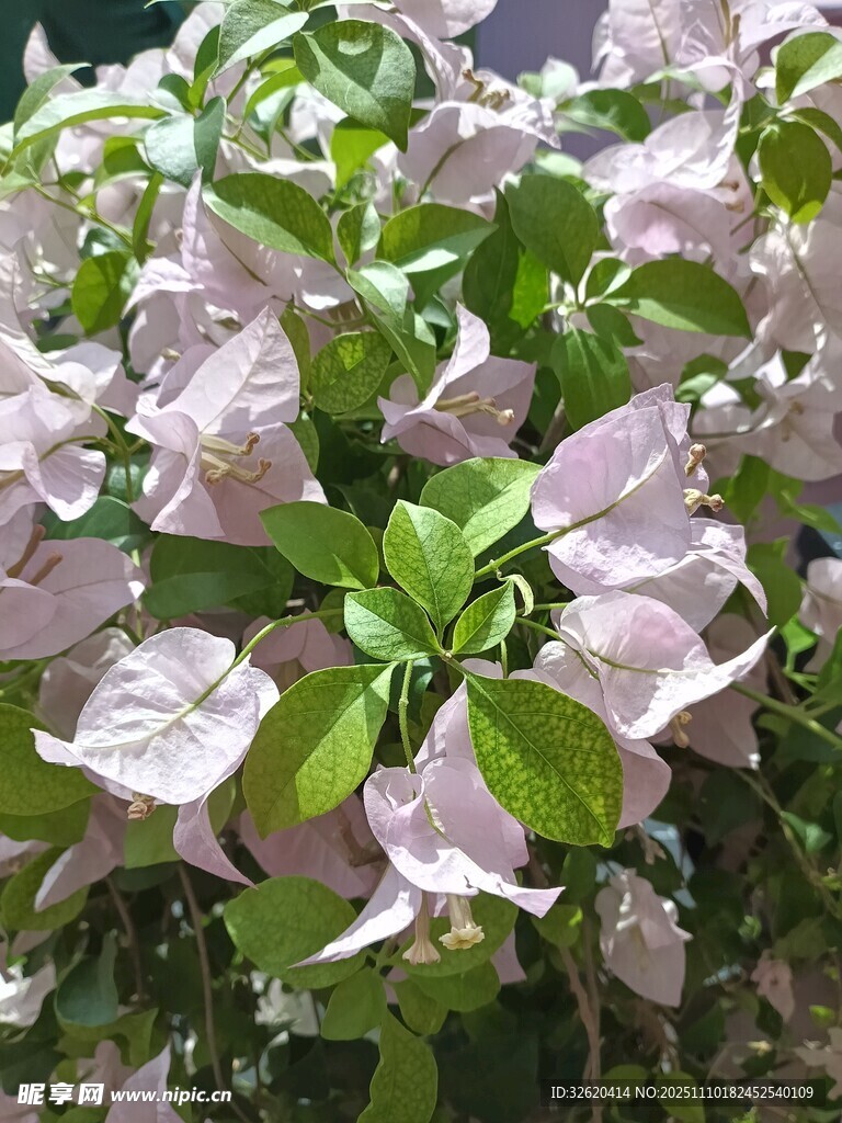 三角梅