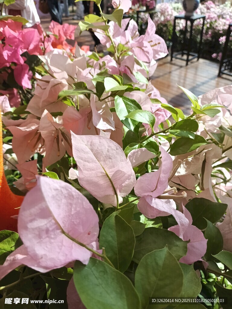 三角梅