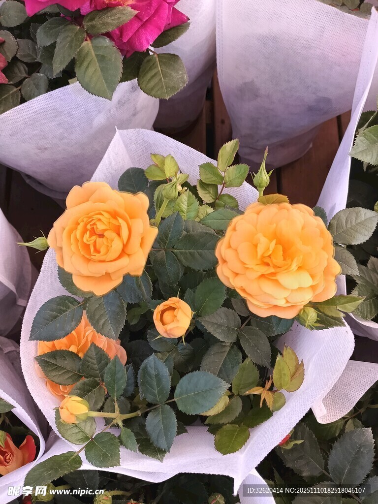 黄玫瑰