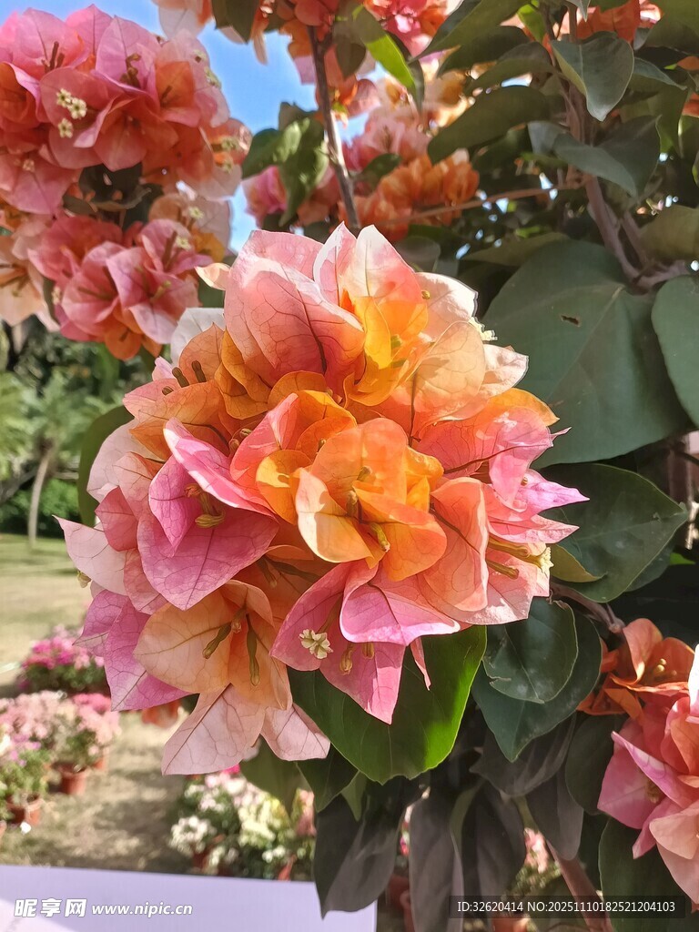 锦带花