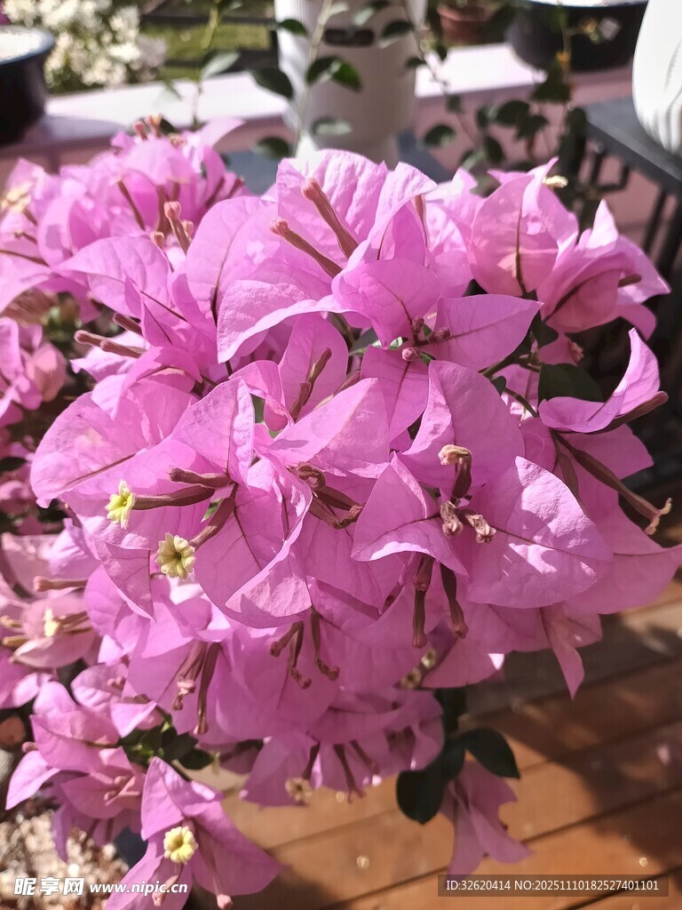 三角梅
