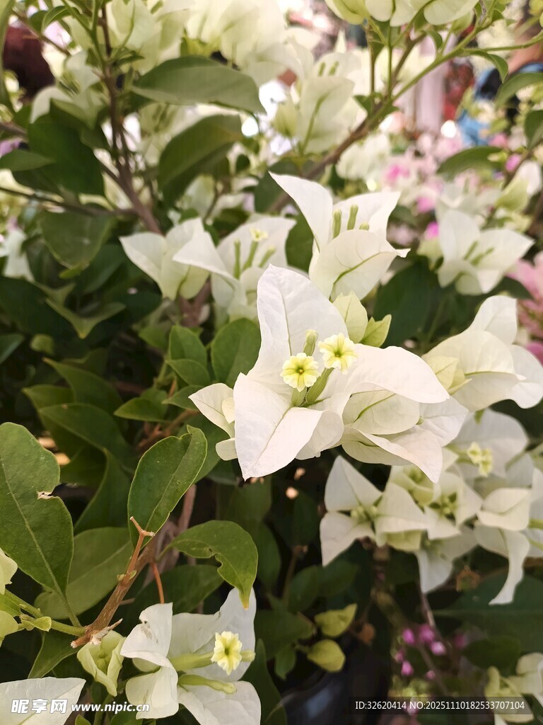 三角梅