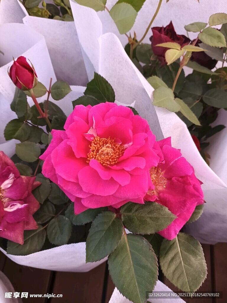 月季花