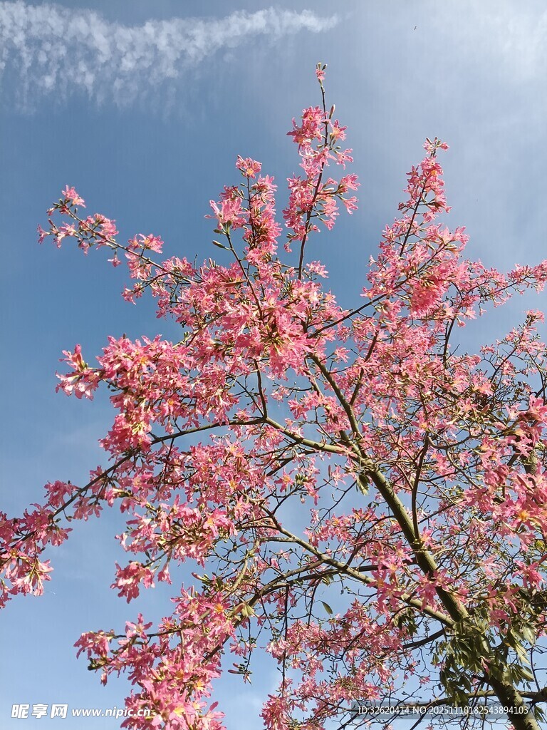 粉色繁花