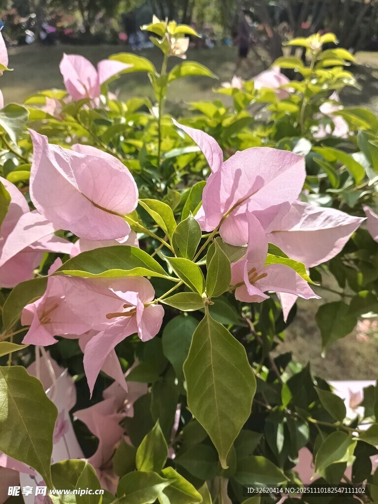 三角梅