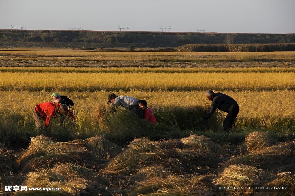 稻田收割