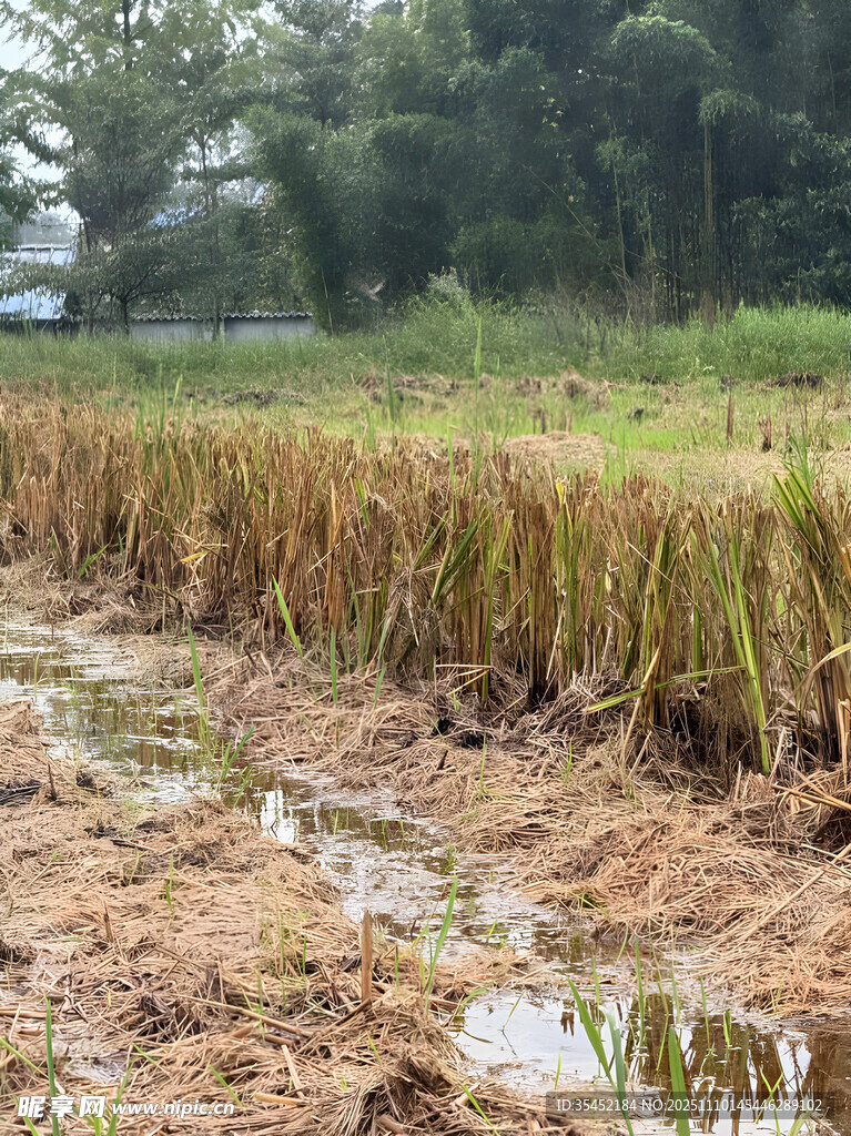 稻田