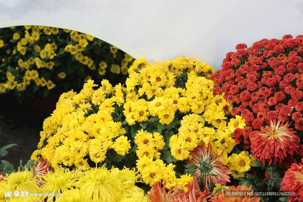 多彩菊花绽放