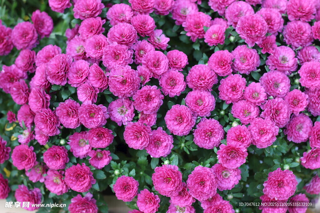菊花绽放