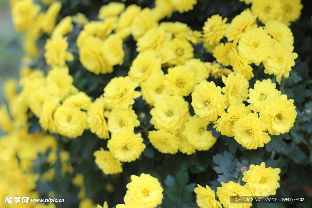 黄色菊花绽放