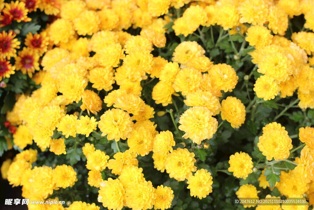 金黄小菊花绽放