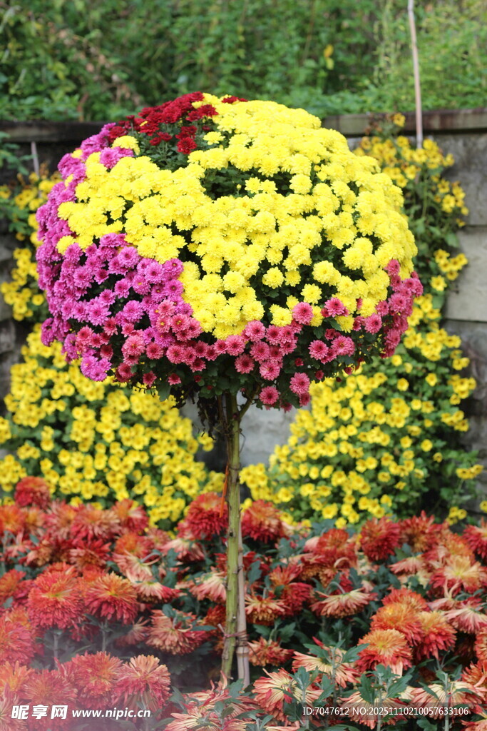 多彩菊花造型景观