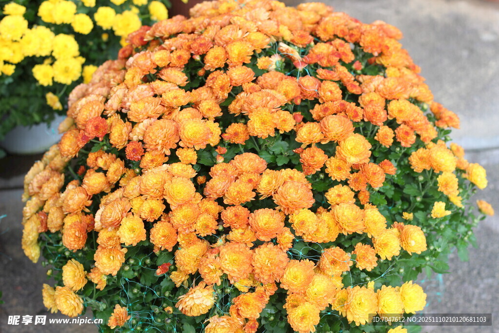 绚丽多彩的菊花花簇