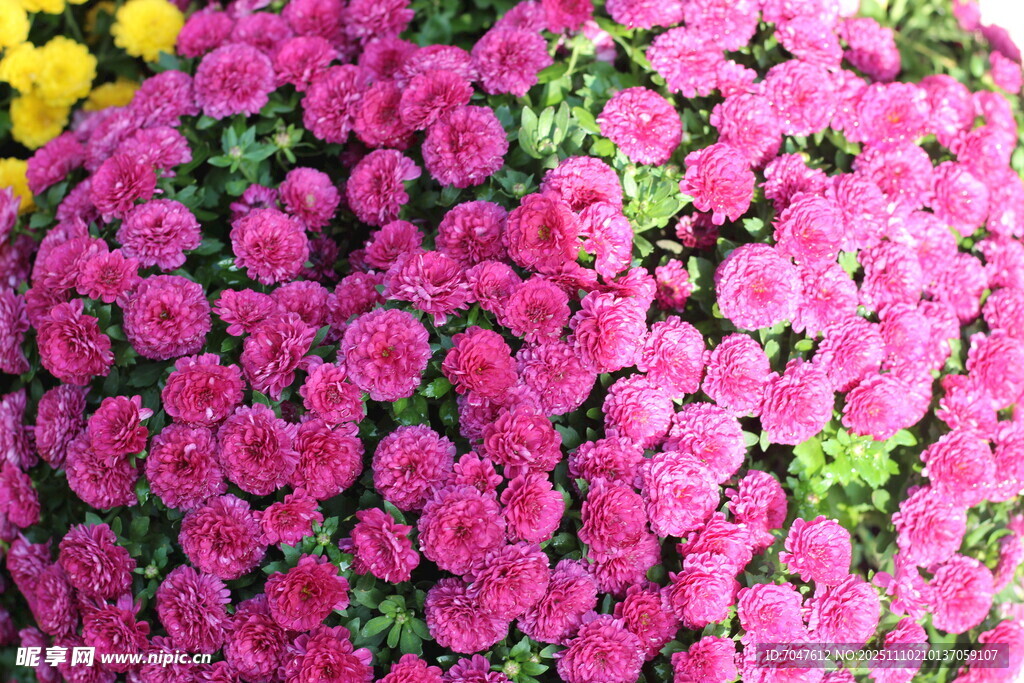 艳丽粉色菊花绽放