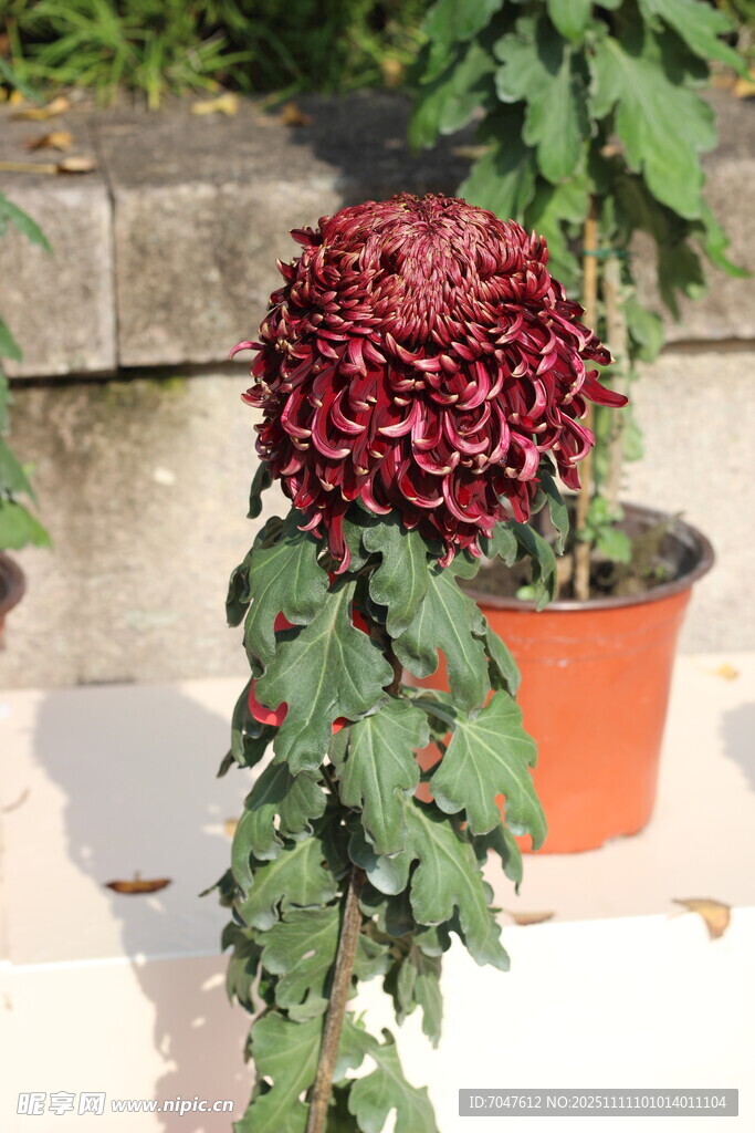 深红色菊花盆栽