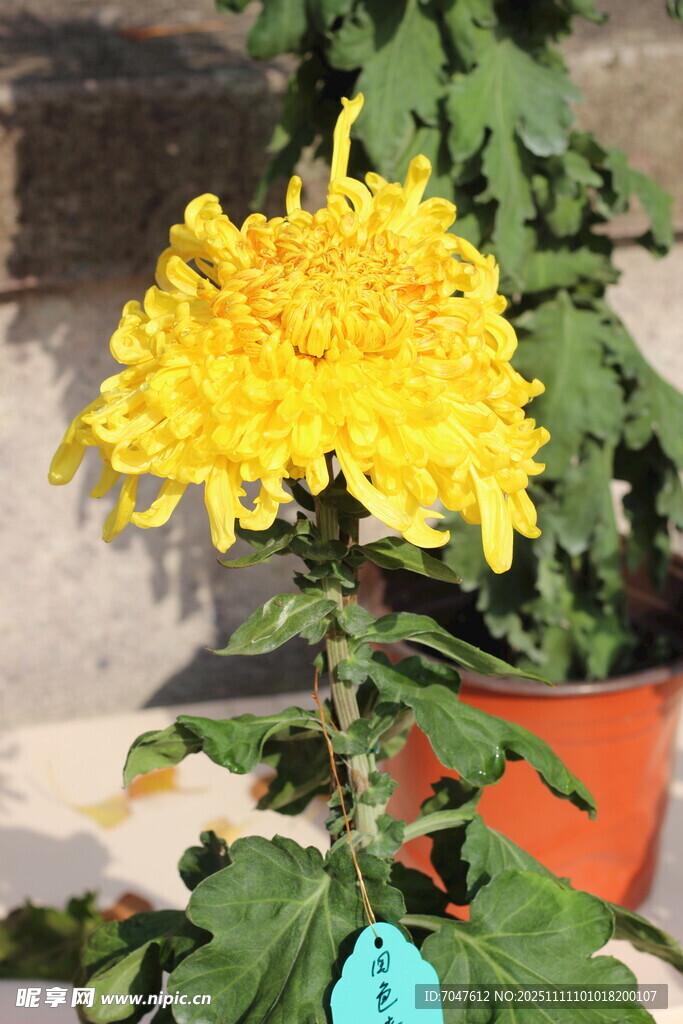 黄色菊花特写
