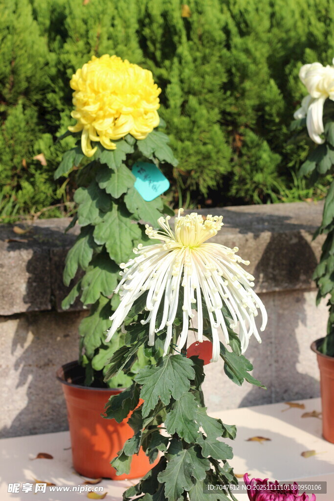 多彩菊花绽放