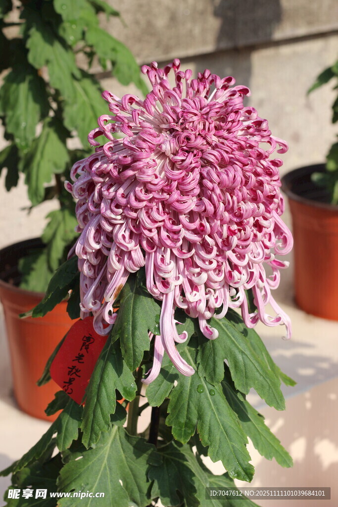 粉色菊花绽放