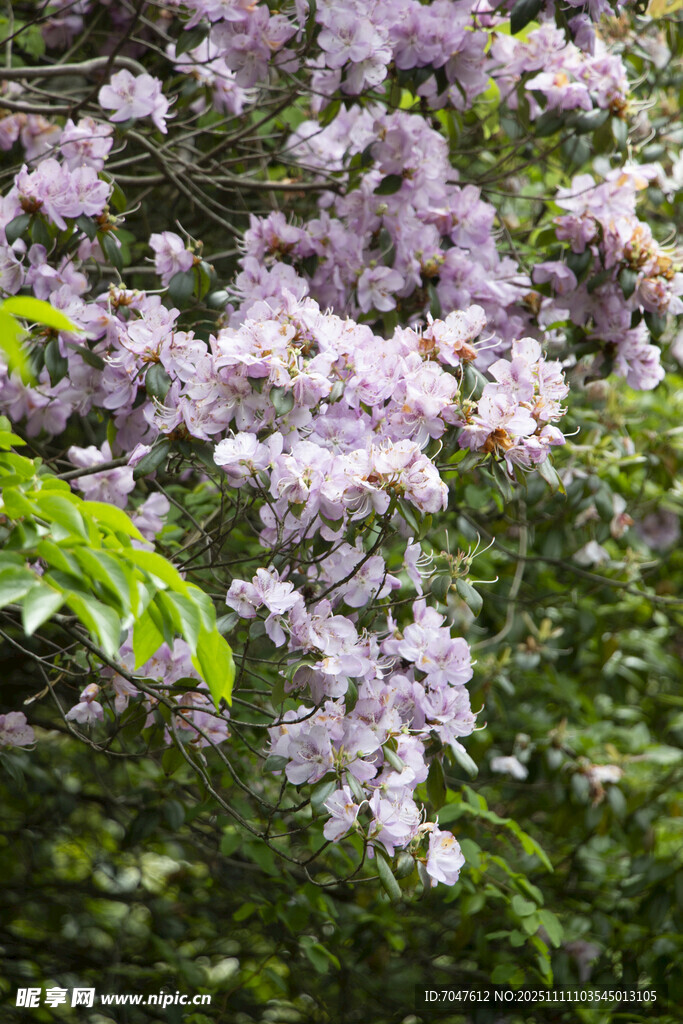 马银花紫花绽放于绿叶间