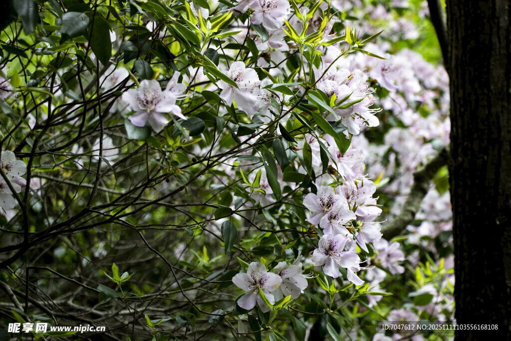 马银花盛开的白色繁花