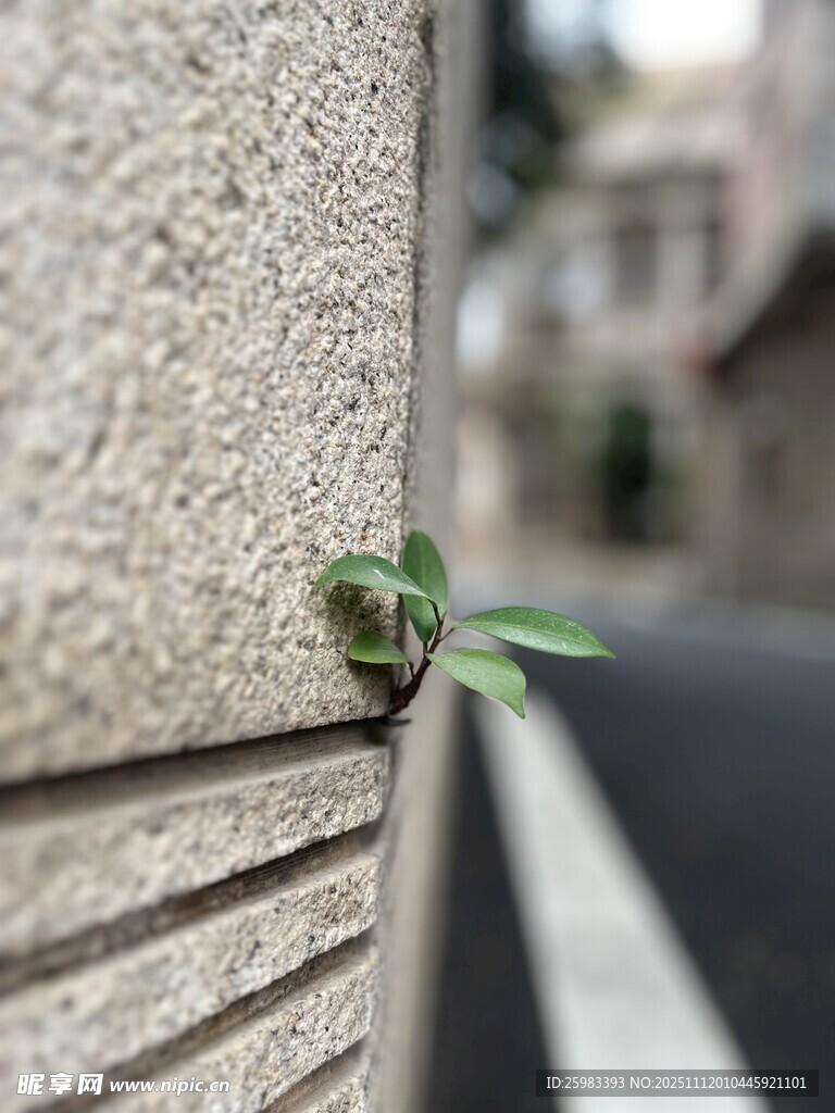 墙角的小草