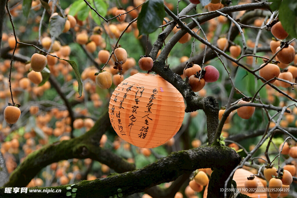 柿子灯笼