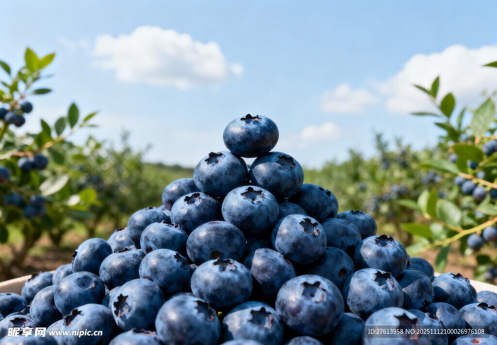蓝莓堆成小山