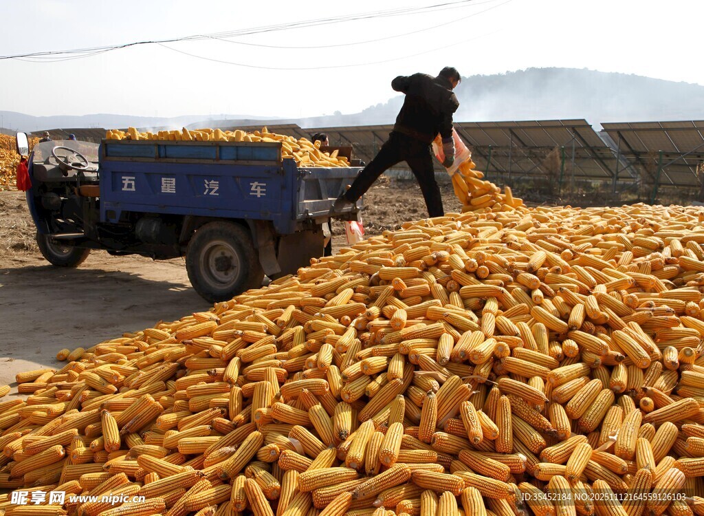晒玉米