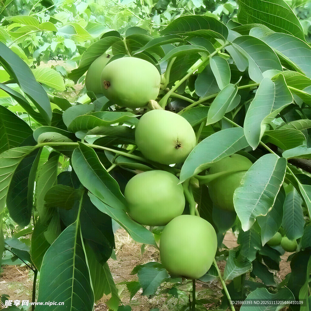 核桃栽培
