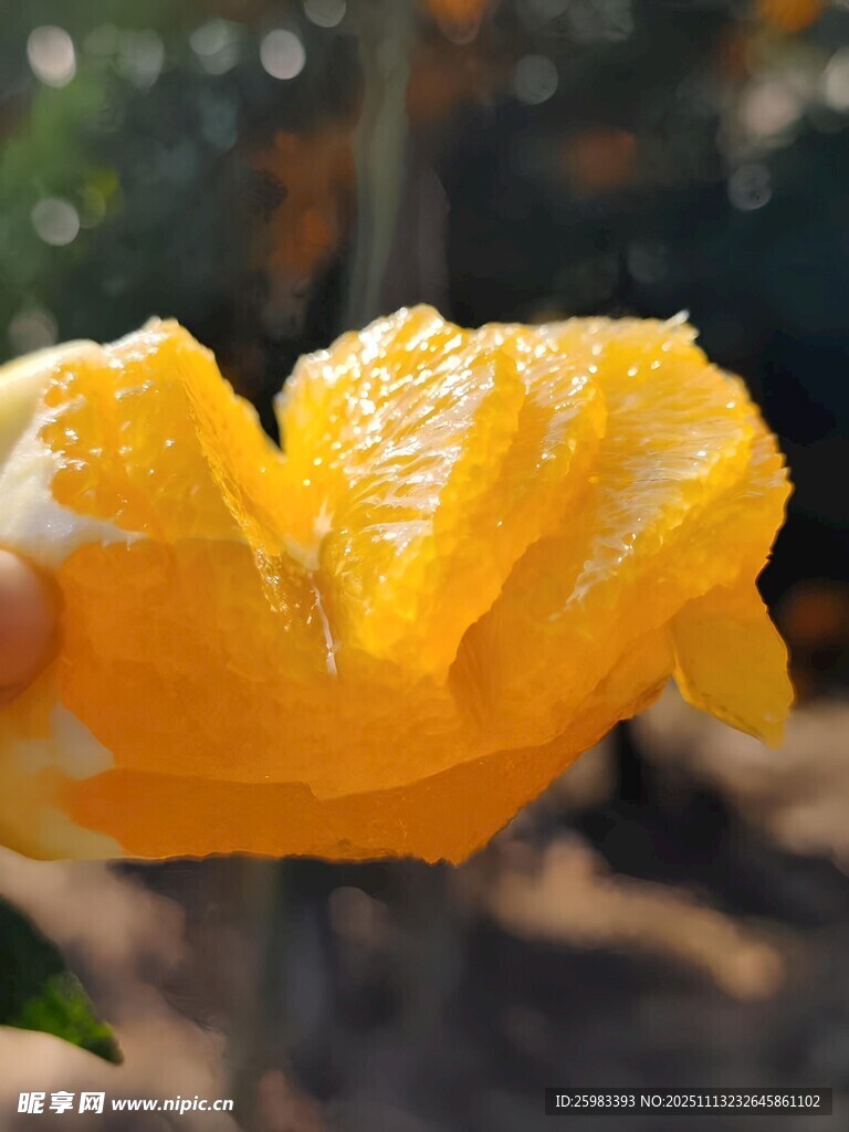 橙子